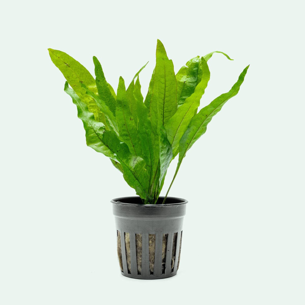 Java Fern